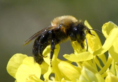 Réf. 279 337 : Andrena sp.